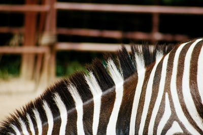 Black and white zebra animals
